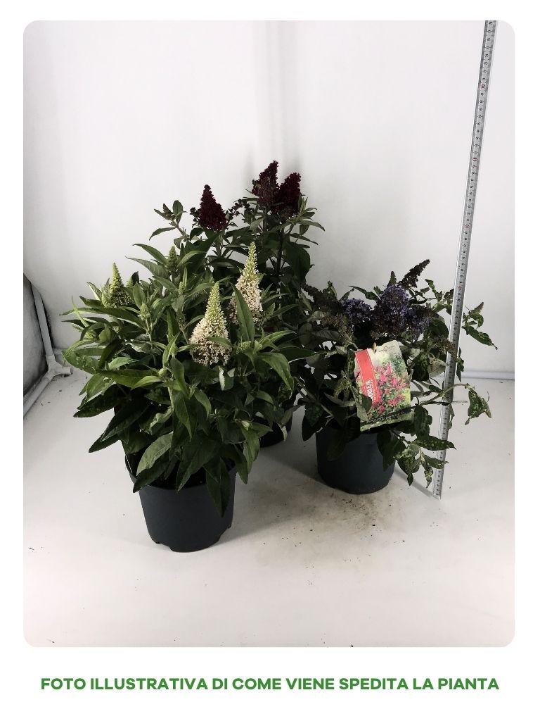 BUDDLEYA BUTTERFLY CANDY IN VASO DA 19CM ASSORTITA (BIANCA, VIOLA, PORPORA)