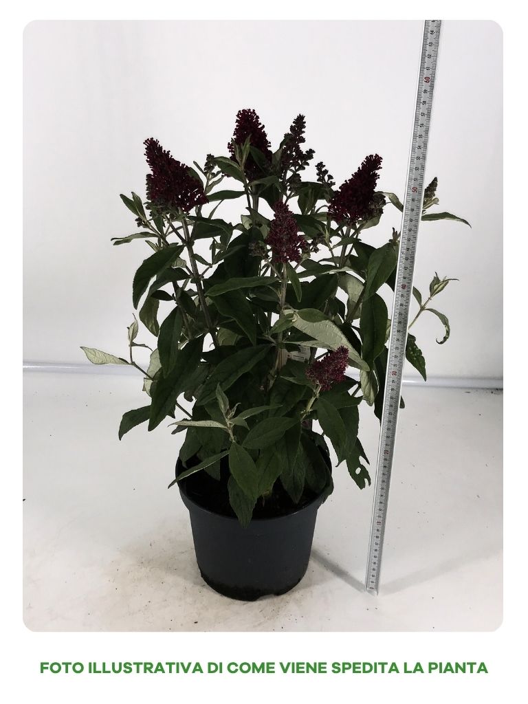 BUDDLEYA BUTTERFLY CANDY IN VASO DA 19CM ASSORTITA (BIANCA, VIOLA, PORPORA)
