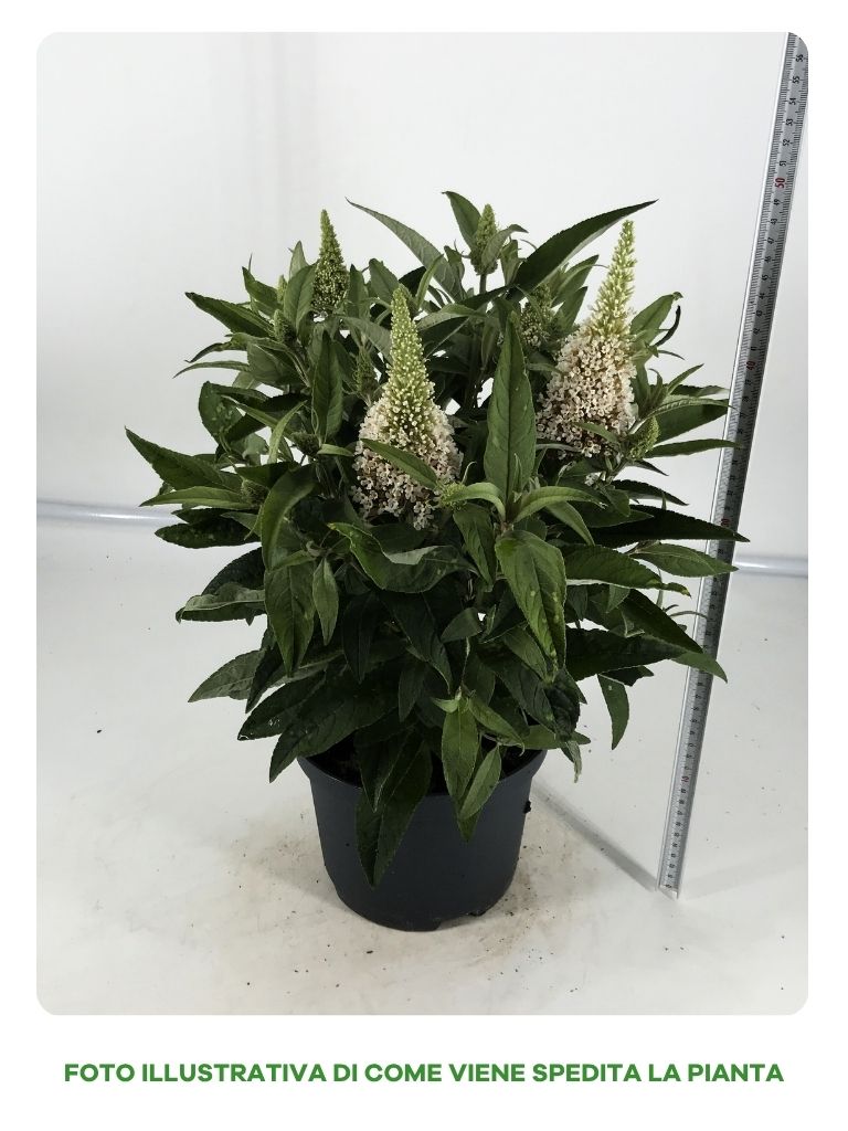 BUDDLEYA BUTTERFLY CANDY IN VASO DA 19CM ASSORTITA (BIANCA, VIOLA, PORPORA)