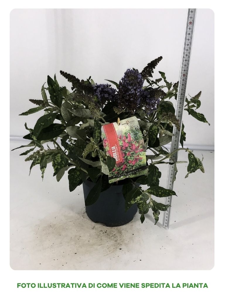 BUDDLEYA BUTTERFLY CANDY IN VASO DA 19CM ASSORTITA (BIANCA, VIOLA, PORPORA)