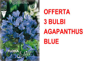 OFFERTA 3 BULBI DI AGAPANTHUS BLUE