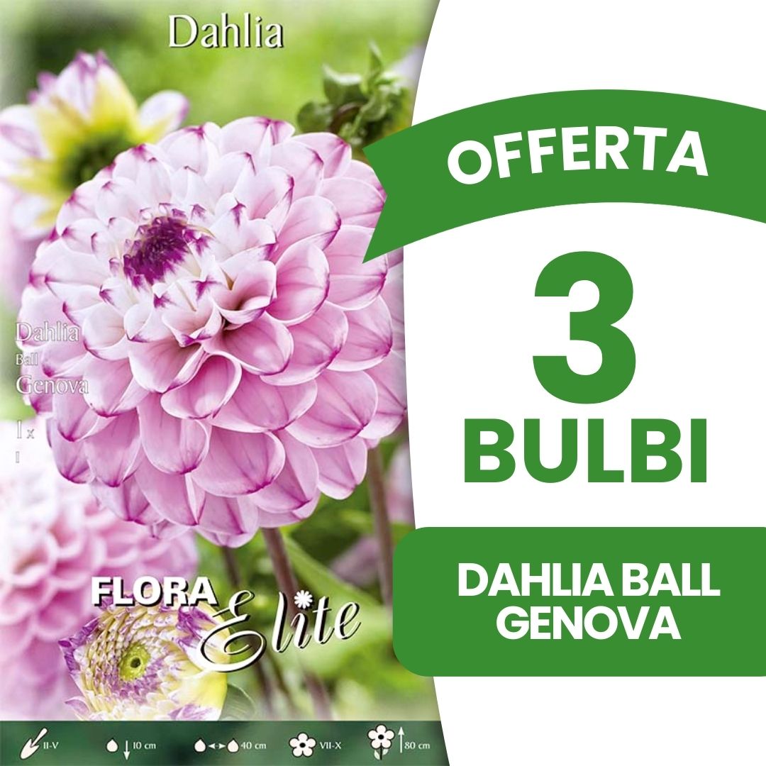 OFFERTA 3 BULBI DAHLIA BALL GENOVA