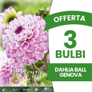 OFFERTA 3 BULBI DAHLIA BALL GENOVA