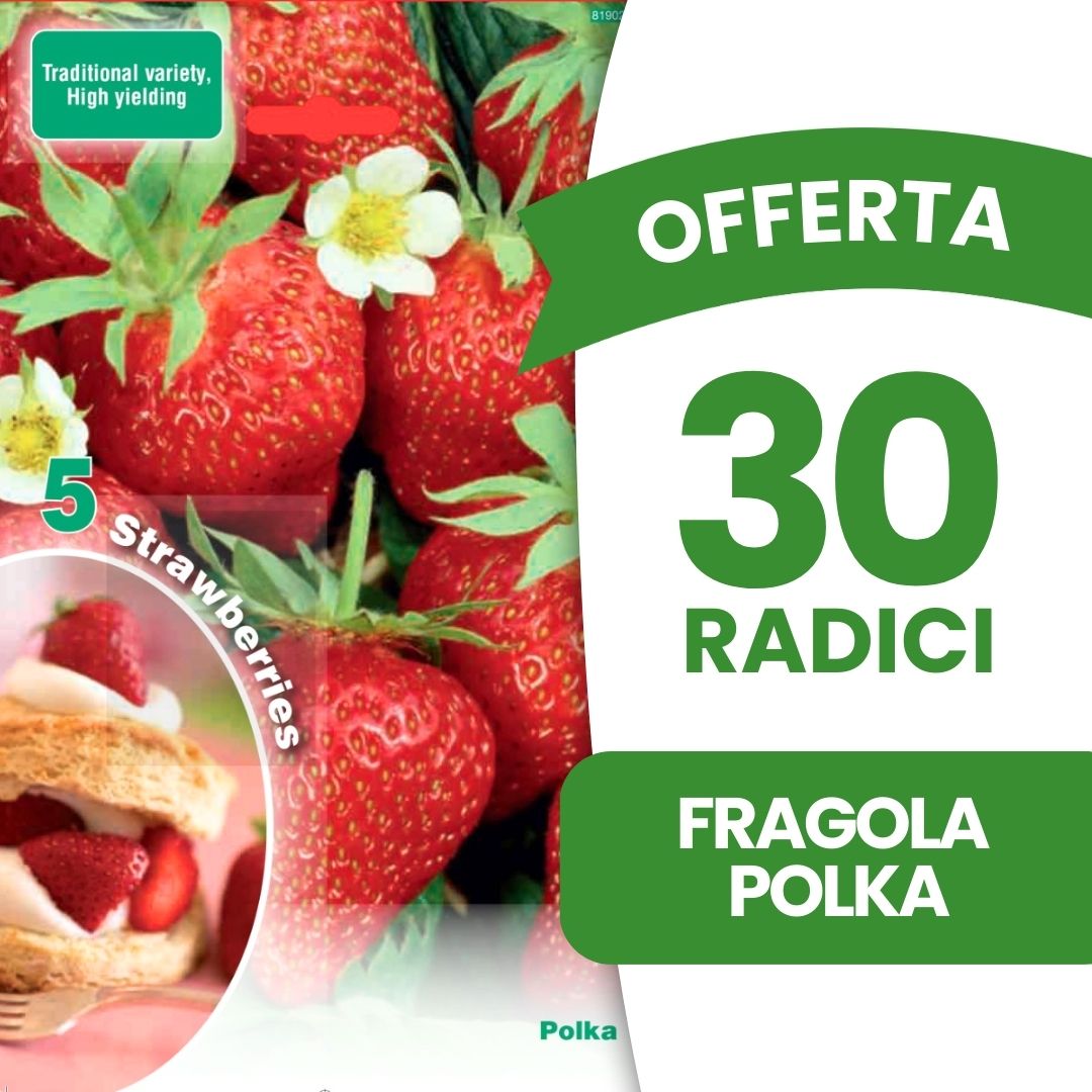 OFFERTA 35 RADICI FRAGOLA POLKA