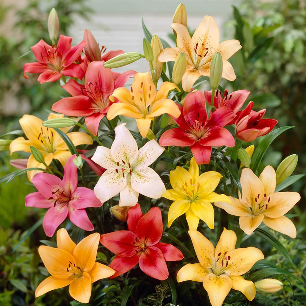 BULBI DI LILIUM ASIATIC HYBRID MIXED FOR POTS (CONFEZIONE DA 10 BULBI)