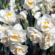 BULBI NARCISI BRIDAL CROWN VASO 12CM