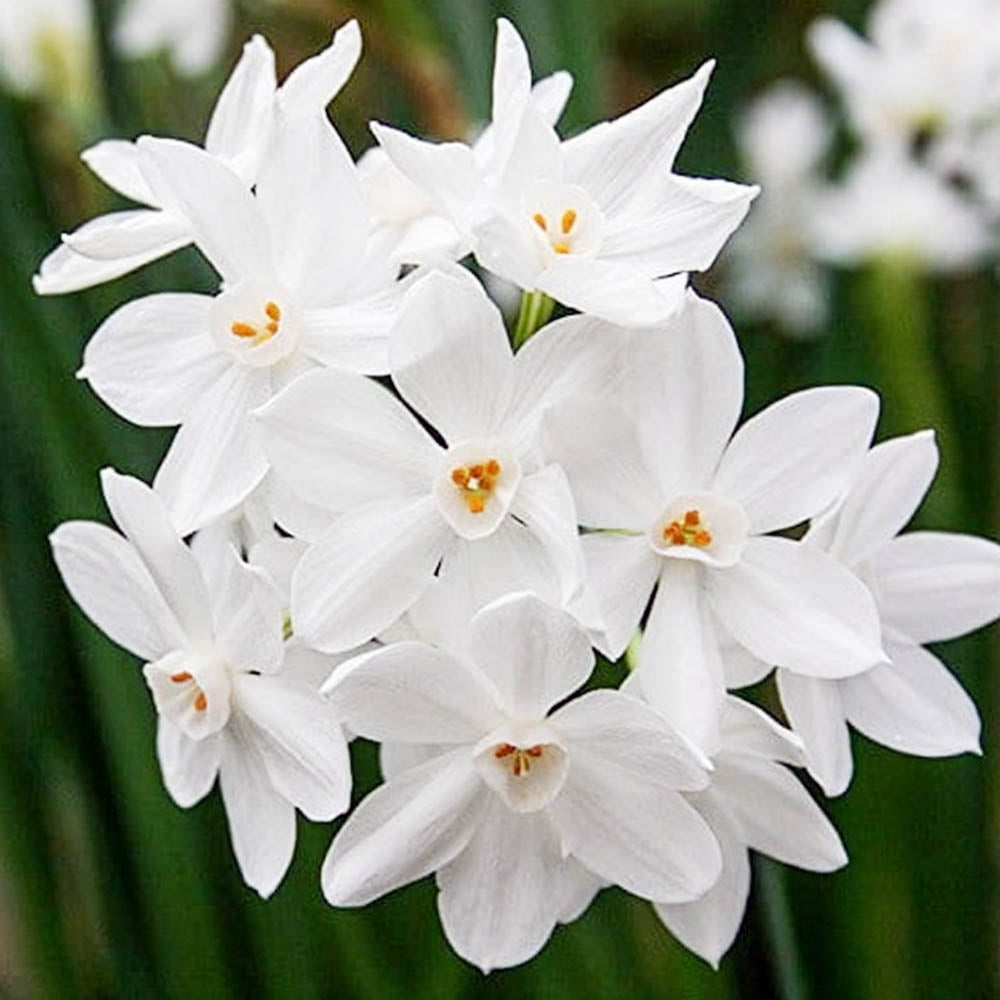 BULBI NARCISI PAPER WHITE VASO 12CM