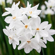 BULBI NARCISI PAPER WHITE VASO 12CM
