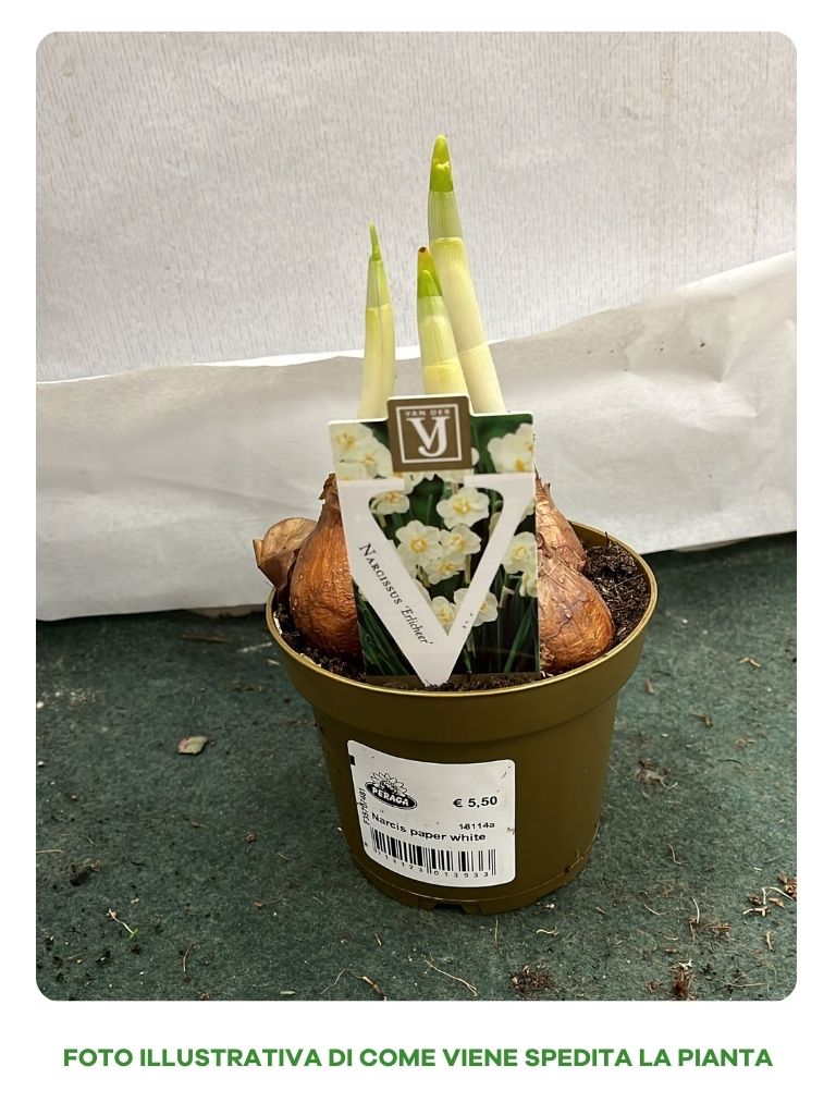 BULBI NARCISI PAPER WHITE VASO 12CM