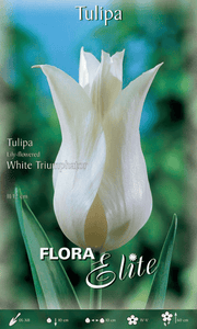 BULBI TULIPANO LILYFLOWERING TRIUMPHATOR (CONFEZIONE DA 7 BULBI)