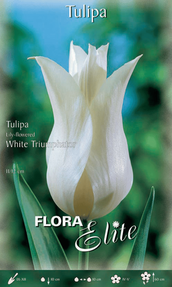 BULBI TULIPANO LILYFLOWERING TRIUMPHATOR (CONFEZIONE DA 7 BULBI)