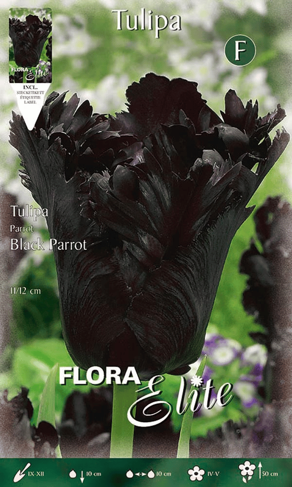 TULIPANO BLACK PARROT (CONFEZIONE DA 7 BULBI)