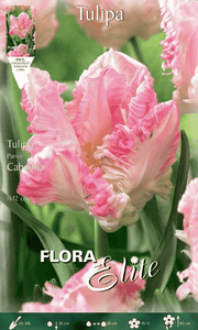 TULIPANO PARROT CABANNA (CONFEZIONE DA 7 BULBI)