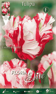 TULIPANO PARROT ESTELLA RIJNVELD (CONFEZIONE DA 7 BULBI)