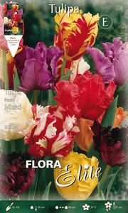TULIPANO PARROT MIX DI COLORI (CONFEZIONE DA 7 BULBI)
