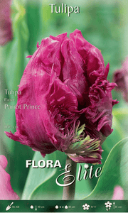 TULIPANO PARROT PRINCE (CONFEZIONE DA 7 BULBI)