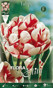 TULIPANO FIORE DOPPIO CARNAVAL DE NICE (CONFEZIONE DA 7 BULBI)