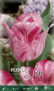 TULIPANO REMBRANDT STRIPED KANOK (CONFEZIONE DA 7 BULBI)
