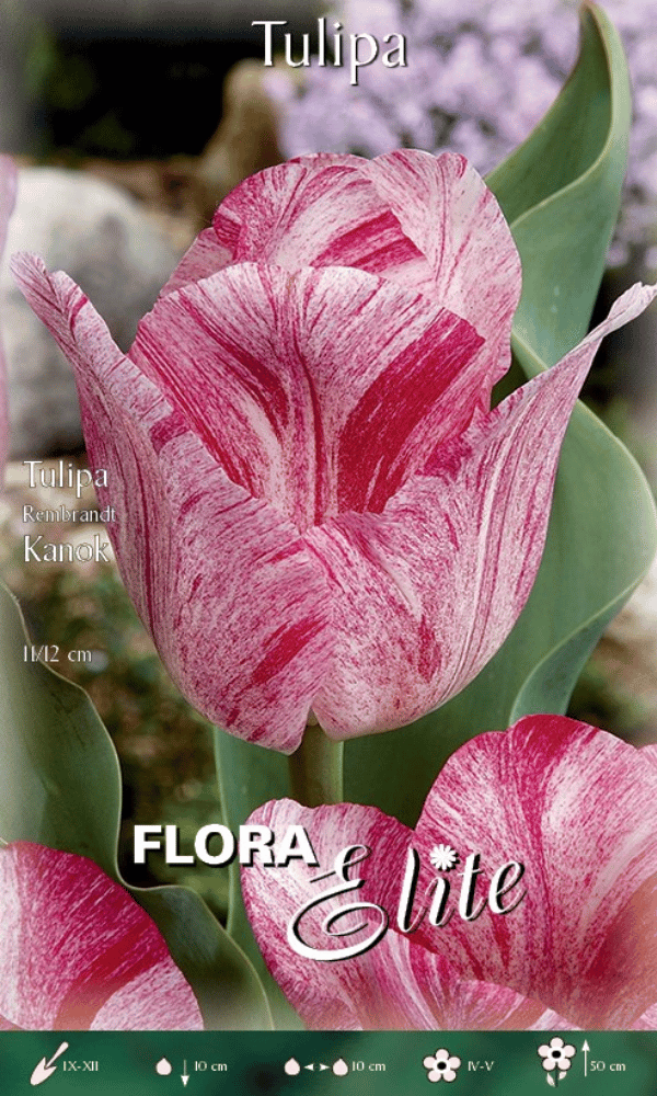TULIPANO REMBRANDT STRIPED KANOK (CONFEZIONE DA 7 BULBI)