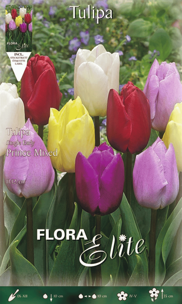 TULIPANO PRINCE MIX DI COLORI (CONFEZIONE DA 7 BULBI)