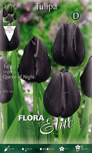 TULIPANO QUEEN OF NIGHT (CONFEZIONE DA 7 BULBI)