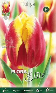 TULIPANO TRIUMPH  DOW JONES (CONFEZIONE DA 7 BULBI)