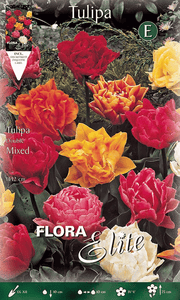 TULIPANO A FIORE DOPPIO MIX DI COLORI (CONFEZIONE DA 7 BULBI)