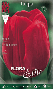 TULIPANO TRIUMPH ILE DE FRANCE (CONFEZIONE DA 7 BULBI)