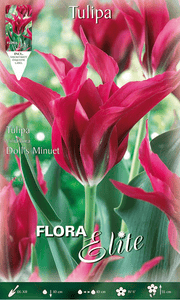 TULIPANO VIRIDIFLORA DOLL'S MINUET (CONFEZIONE DA 7 BULBI)