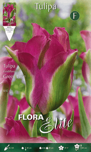 TULIPANO VIRIDIFLORA GREEN LOVE (CONFEZIONE DA 7 BULBI)
