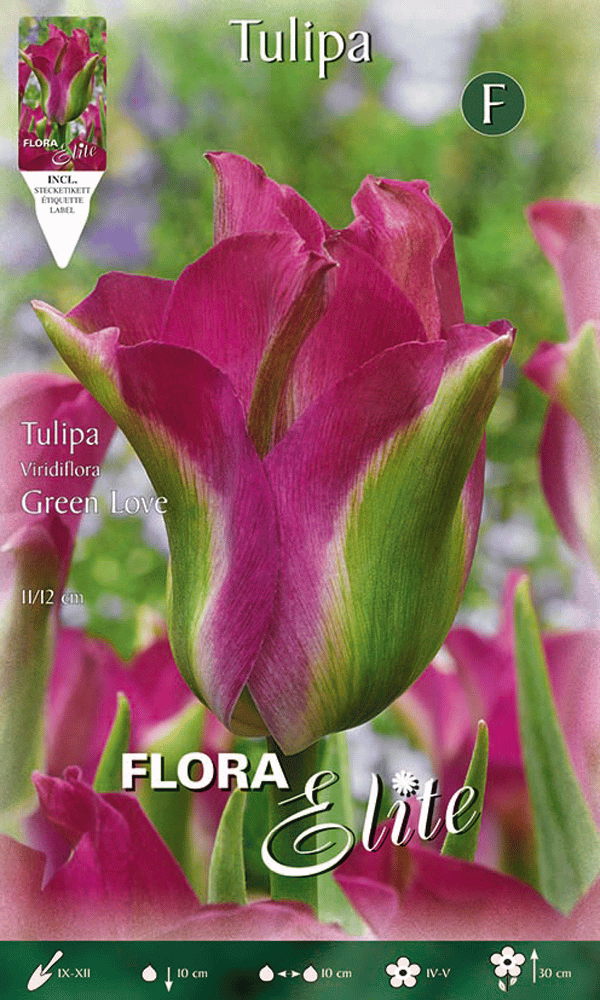 TULIPANO VIRIDIFLORA GREEN LOVE (CONFEZIONE DA 7 BULBI)