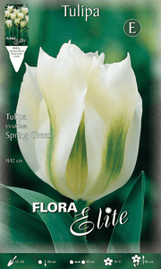 TULIPANO VIRIDIFLORA SPRING GREEN (CONFEZIONE DA 7 BULBI)