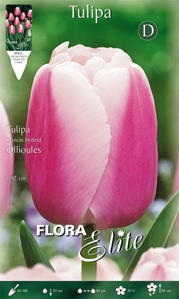 TULIPANO DARWIN HYBRID OLLIOULES (CONFEZIONE DA 10 BULBI)