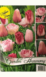 COLLEZIONE 15 BULBI DI TULIPANI ROSA PER AIUOLE E VASI