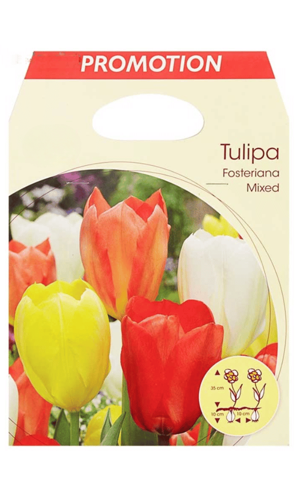 TULIPA FOSTERIANA MIX (CONFEZIONE DA 20 BULBI)