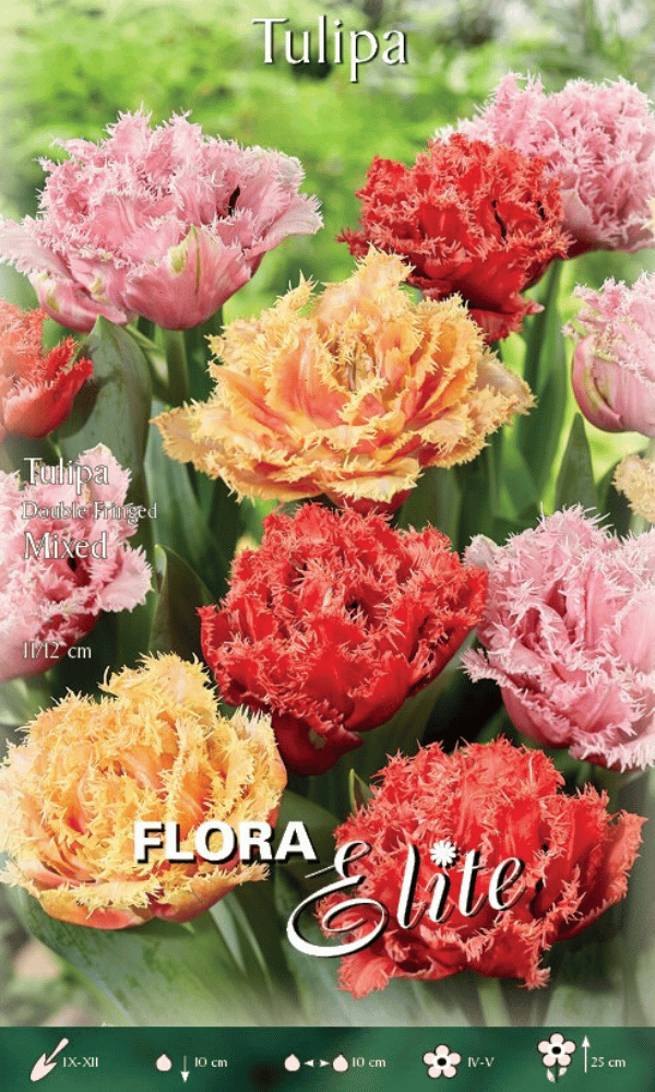 TULIPANO DOUBLE FRINGED MIXED (CONFEZIONE DA 20 BULBI)