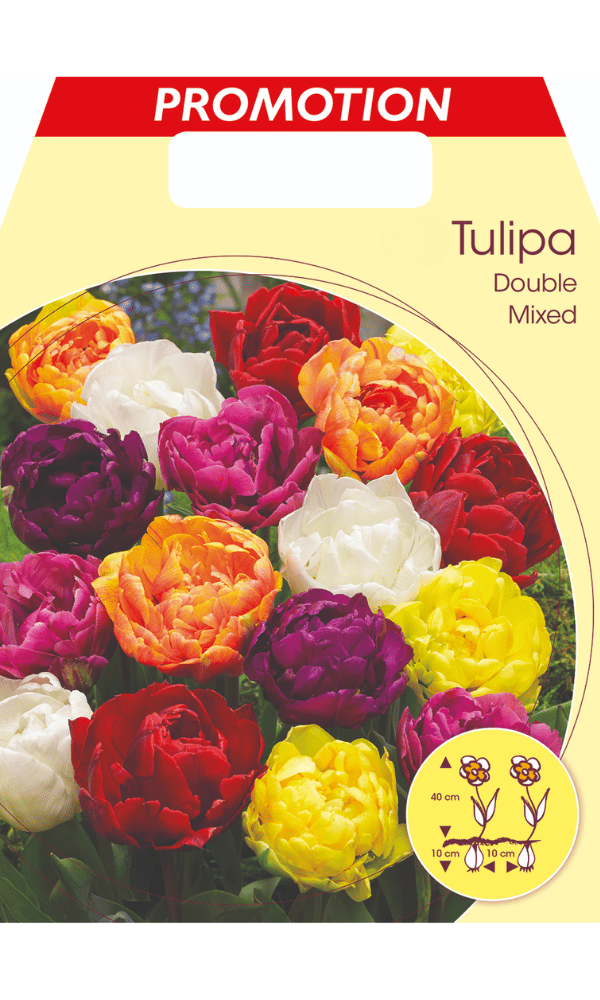 TULIPANO DOUBLE MIX DI COLORI (CONFEZIONE DA 20 BULBI)