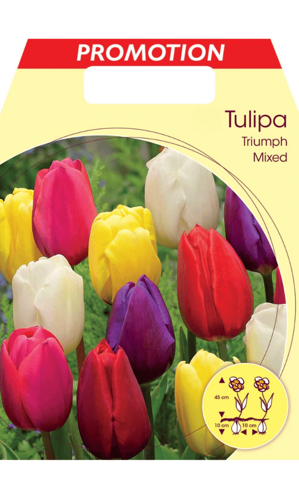 TULIPANO TRIUMPH MIX (CONFEZIONE DA 20 BULBI)