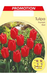 TULIPANO TRIUMPH RED (CONFEZIONE DA 20 BULBI)