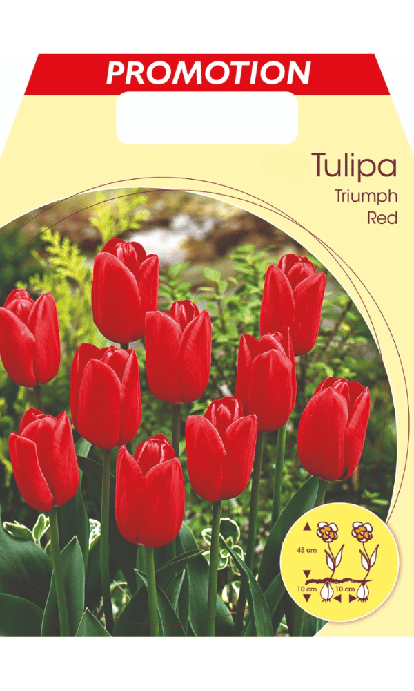 TULIPANO TRIUMPH RED (CONFEZIONE DA 20 BULBI)