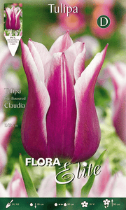 BULBI TULIPANO LILYFLOWERING CLAUDIA (CONFEZIONE DA 7 BULBI)