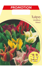 TULIPANO VIRIDIFLORA MIX DI COLORI (CONFEZIONE DA 20 BULBI)
