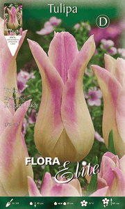 TULIPANO FIOR DI GIGLIO ELEGANT LADY (CONFEZIONE DA 7BULBI)