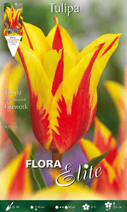 TULIPANO FIOR DI GIGLIO FIREWORK (CONFEZIONE DA 7 BULBI)