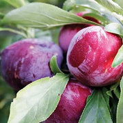 SUSINO BURMOSA (1 PIANTA)