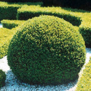 BUXUS BOSSO SEMPERVIRENS VASO 17CM