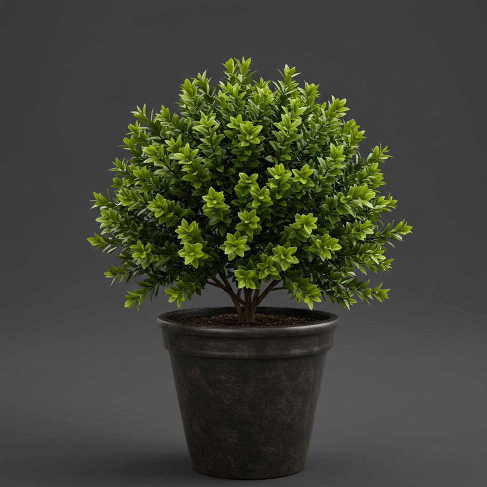 BUXUS BOSSO IN VASO 19CM