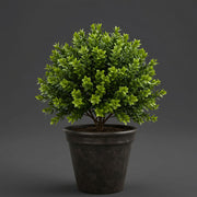 BUXUS BOSSO IN VASO 19CM