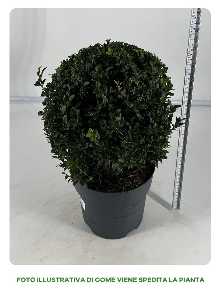 BUXUS BOSSO IN VASO 19CM