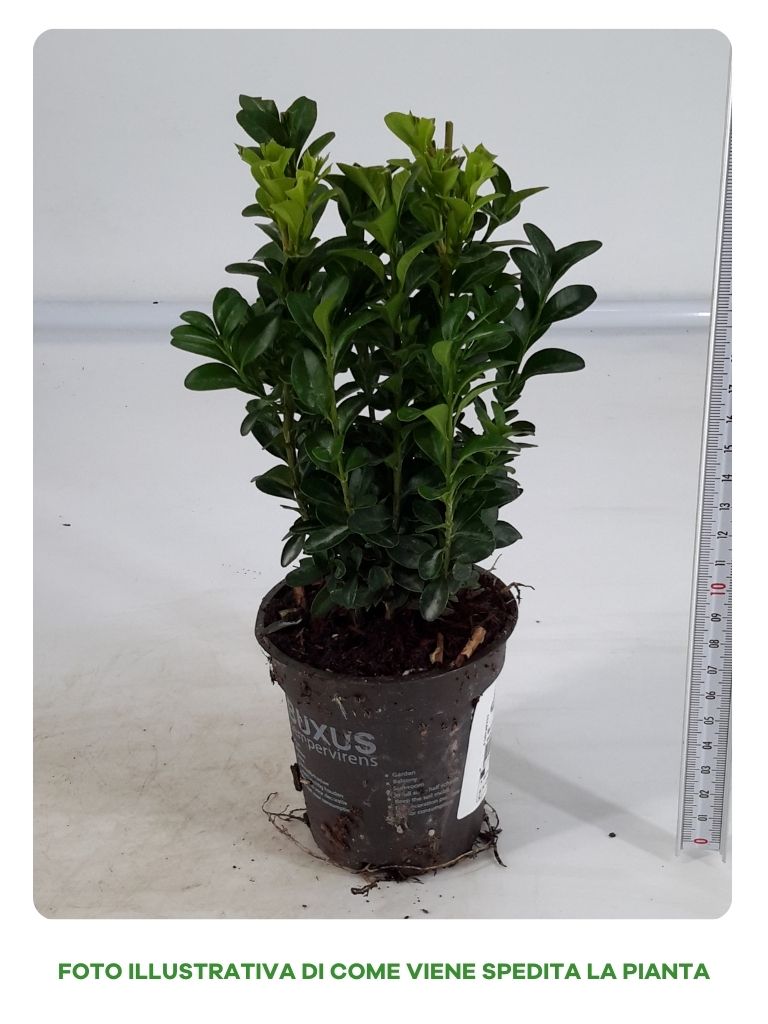 BUXUS SEMPERVIRENS VASO 8CM